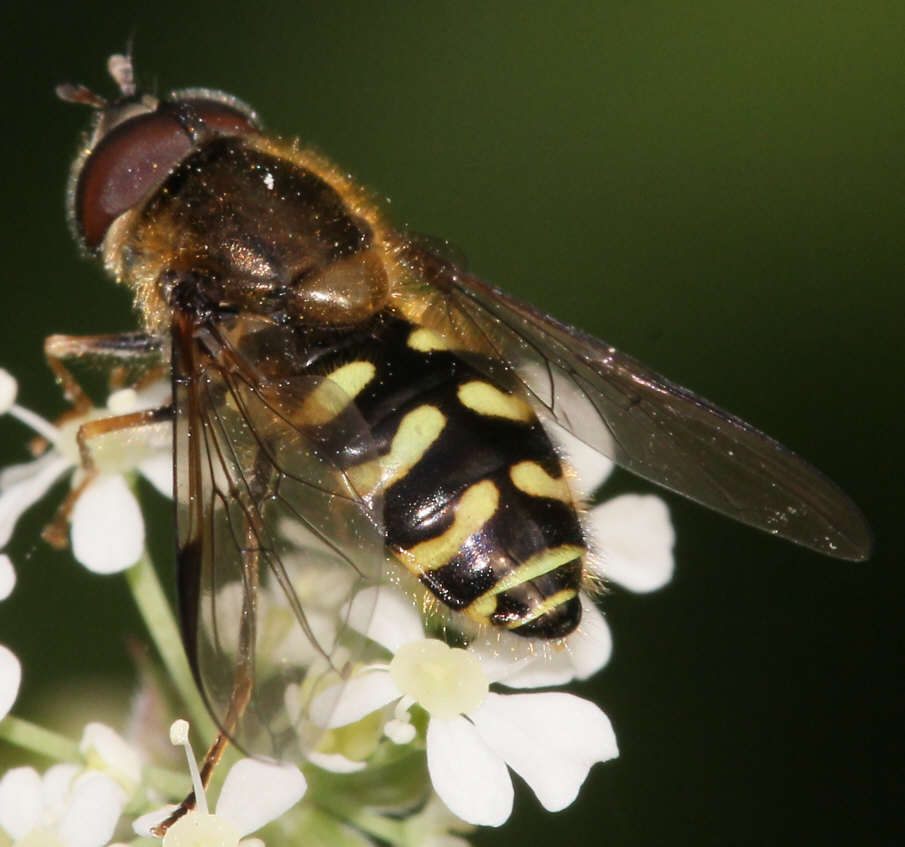 Dasysyrphus venustus