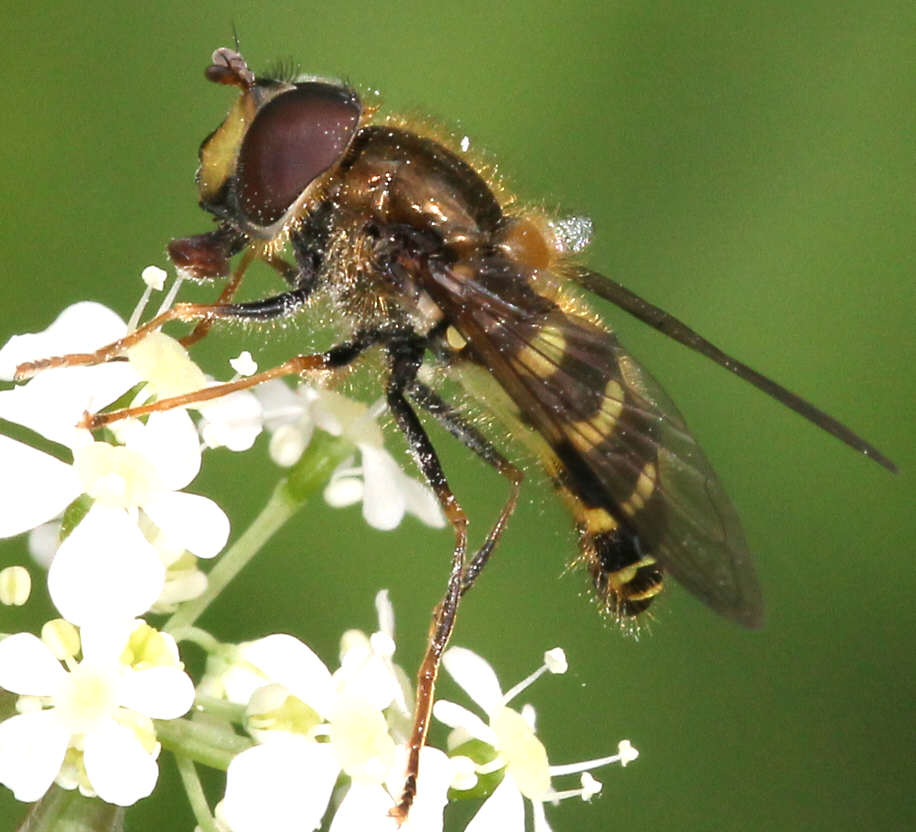 Dasysyrphus venustus