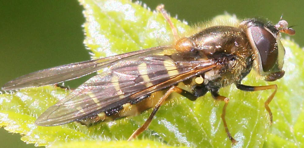Dasysyrphus venustus