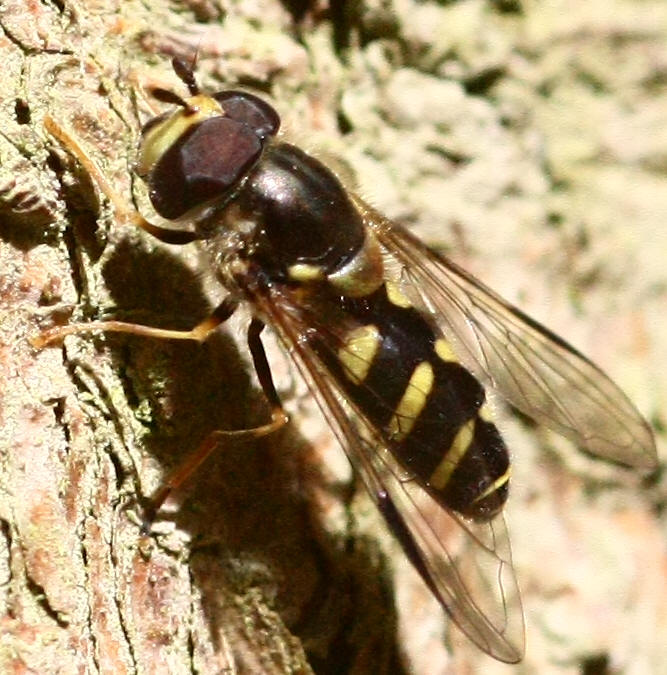 Dasysyrphus albostriatus
