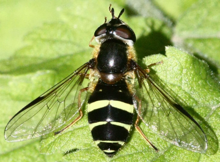 Dasysyrphus tricinctus