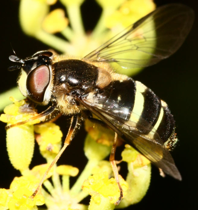Dasysyrphus tricinctus