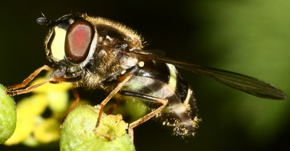 Dasysyrphus tricinctus