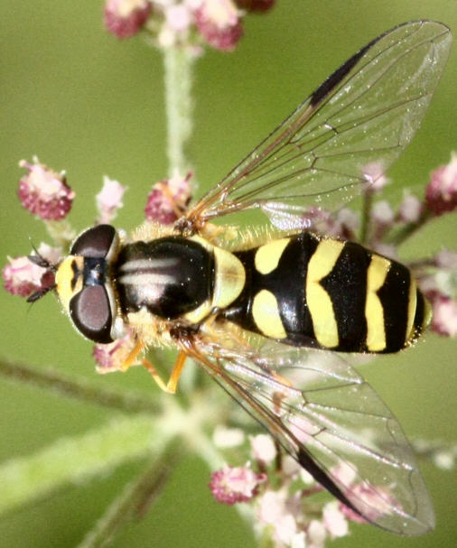 Dasysyrphus albostriatus
