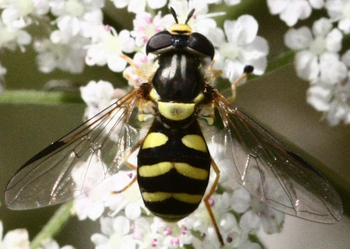 Dasysyrphus albostriatus