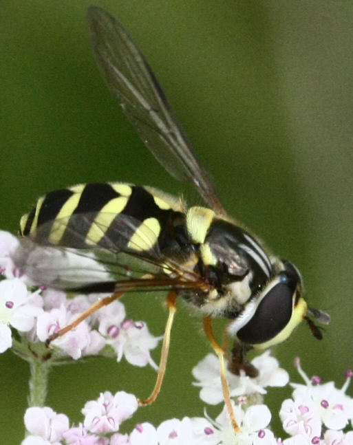 Dasysyrphus albostriatus