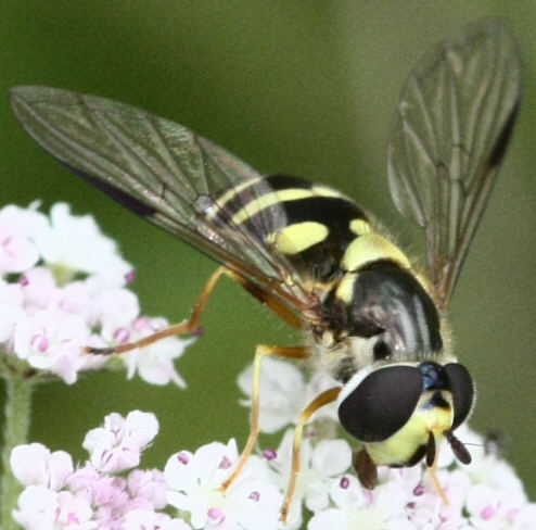 Dasysyrphus albostriatus