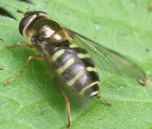 Dasysyrphus venustus