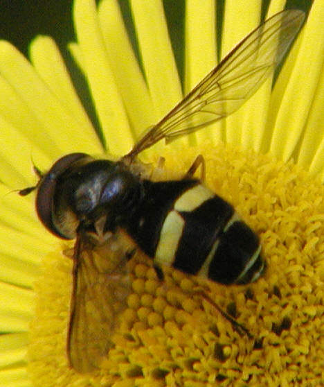 Dasysyrphus tricinctus