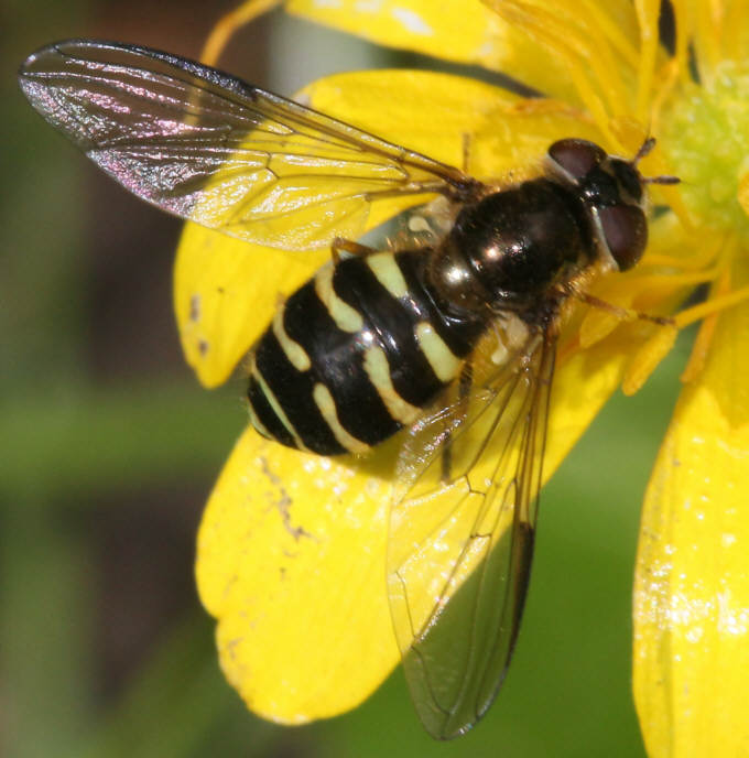 Dasysyrphus venustus