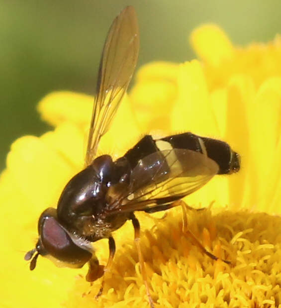 Dasysyrphus tricinctus