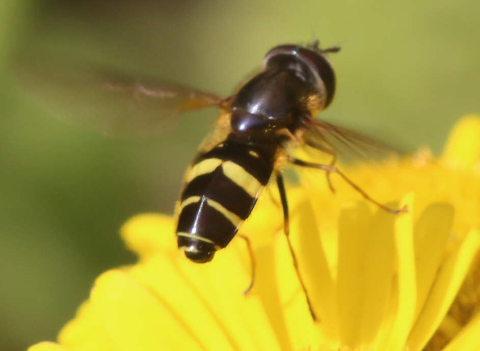 Dasysyrphus tricinctus