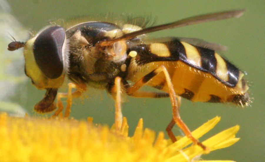 Dasysyrphus albostriatus