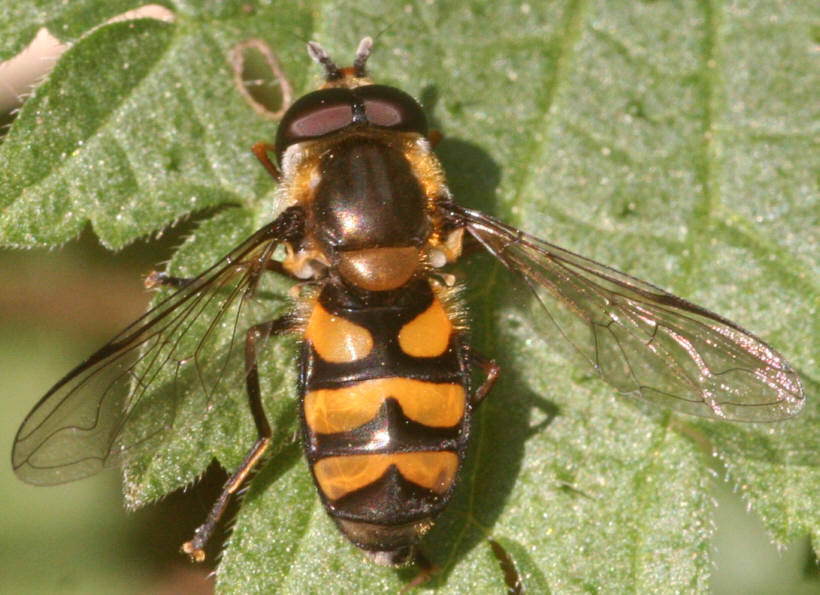 Didea fasciata