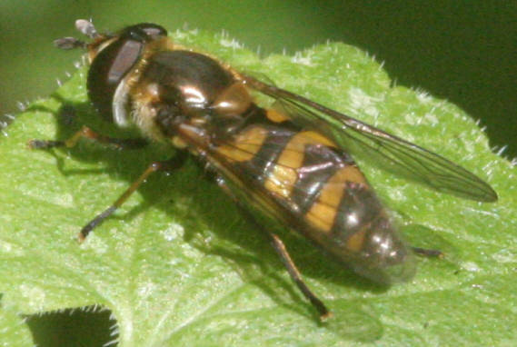 Didea fasciata
