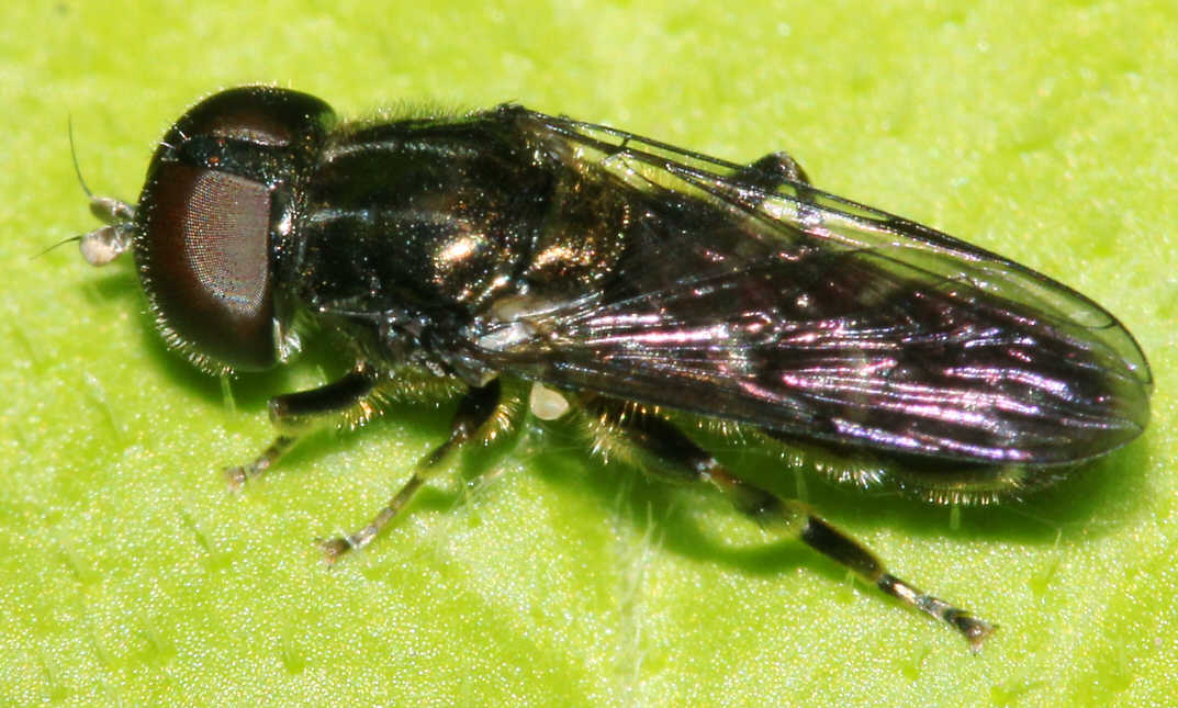 Eumerus ornatus
