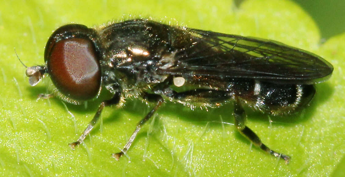 Eumerus ornatus