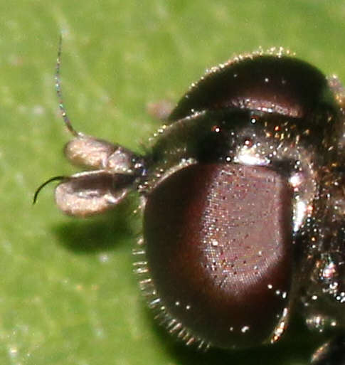 Eumerus ornatus