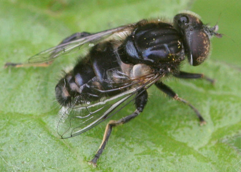 Eristalinus sepulchralis