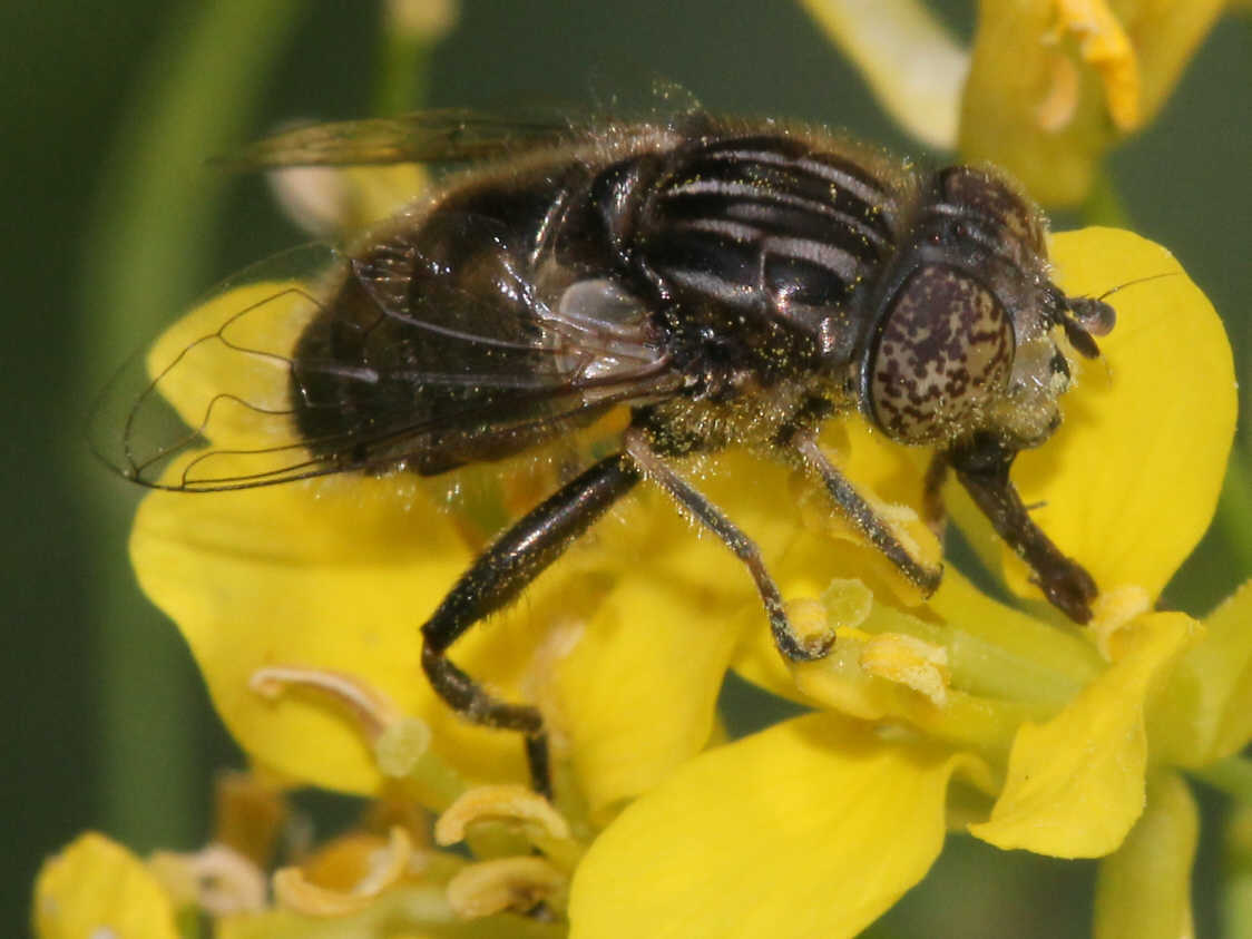 Eristalinus sepulchralis
