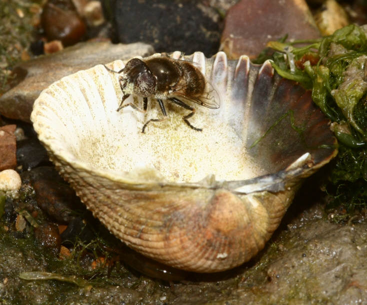 Eristalinus aeneus