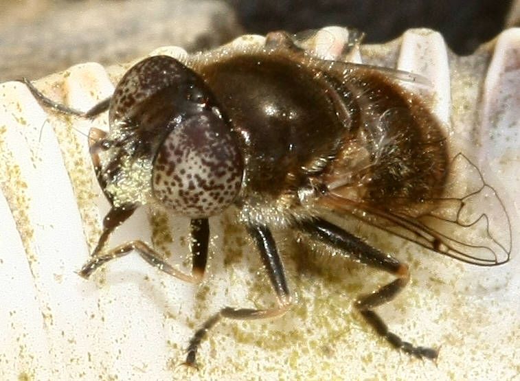 Eristalinus aeneus