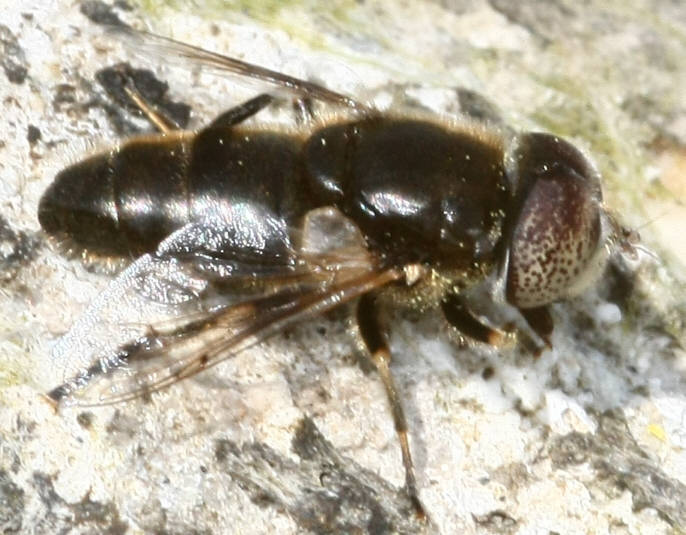 Eristalinus aeneus