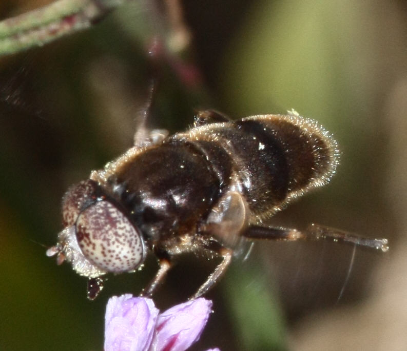 Eristalinus aeneus
