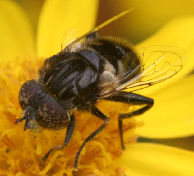 Eristalinus sepulchralis
