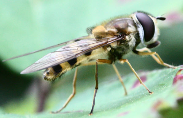 Epistrophe grossulariae