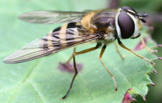 Epistrophe grossulariae