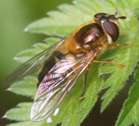 Epistrophe eligans