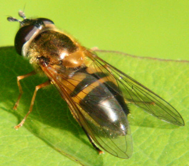 Epistrophe eligans
