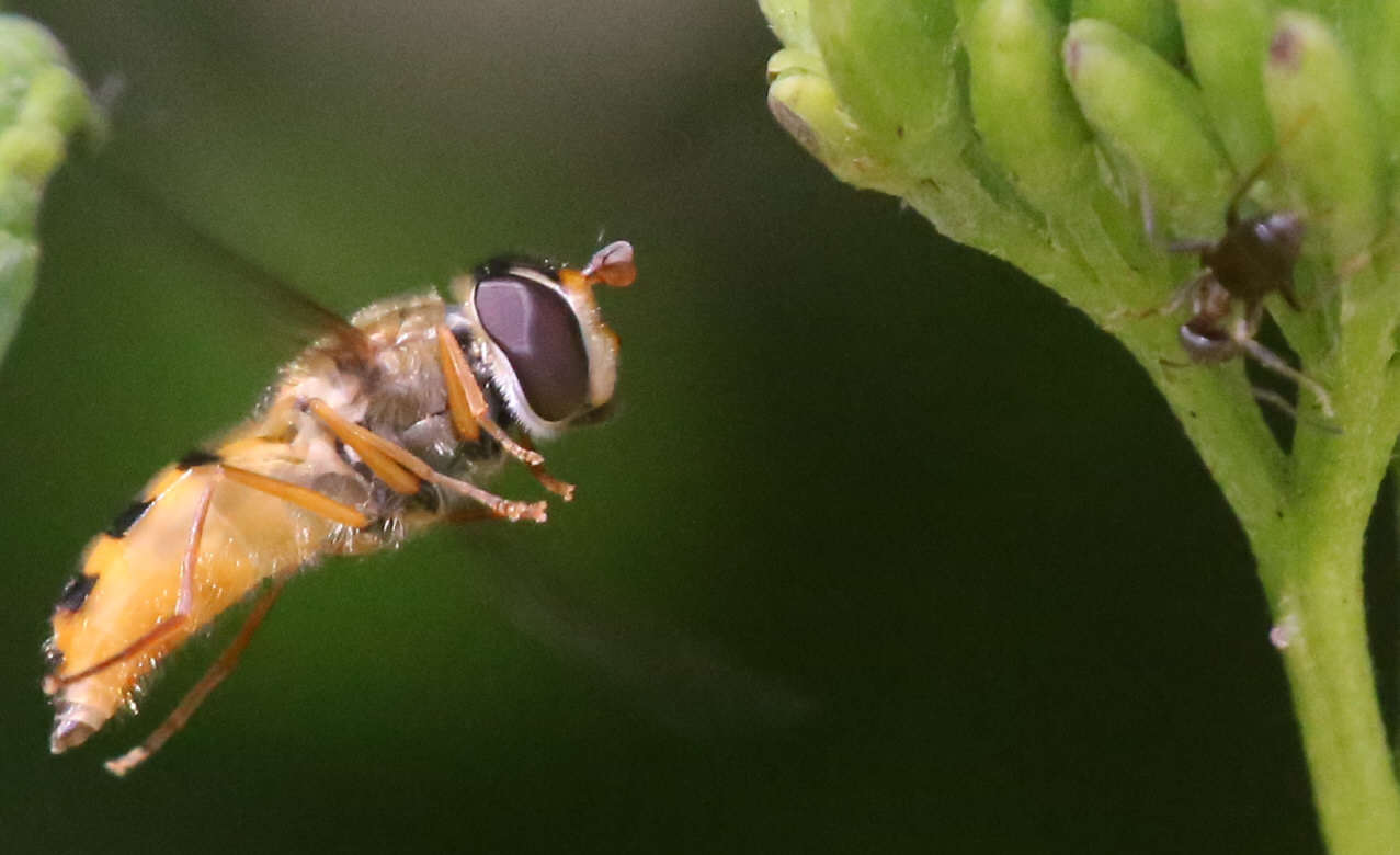 Epistrophe nitidicollis