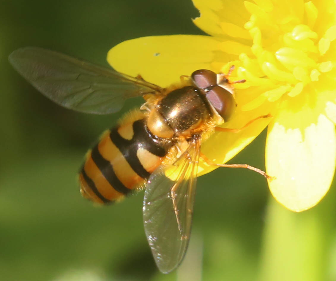 Epistrophe melanostoma