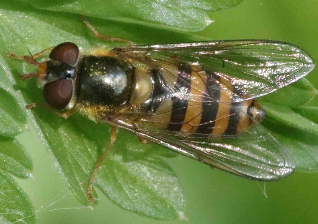 Epistrophe nitidicollis