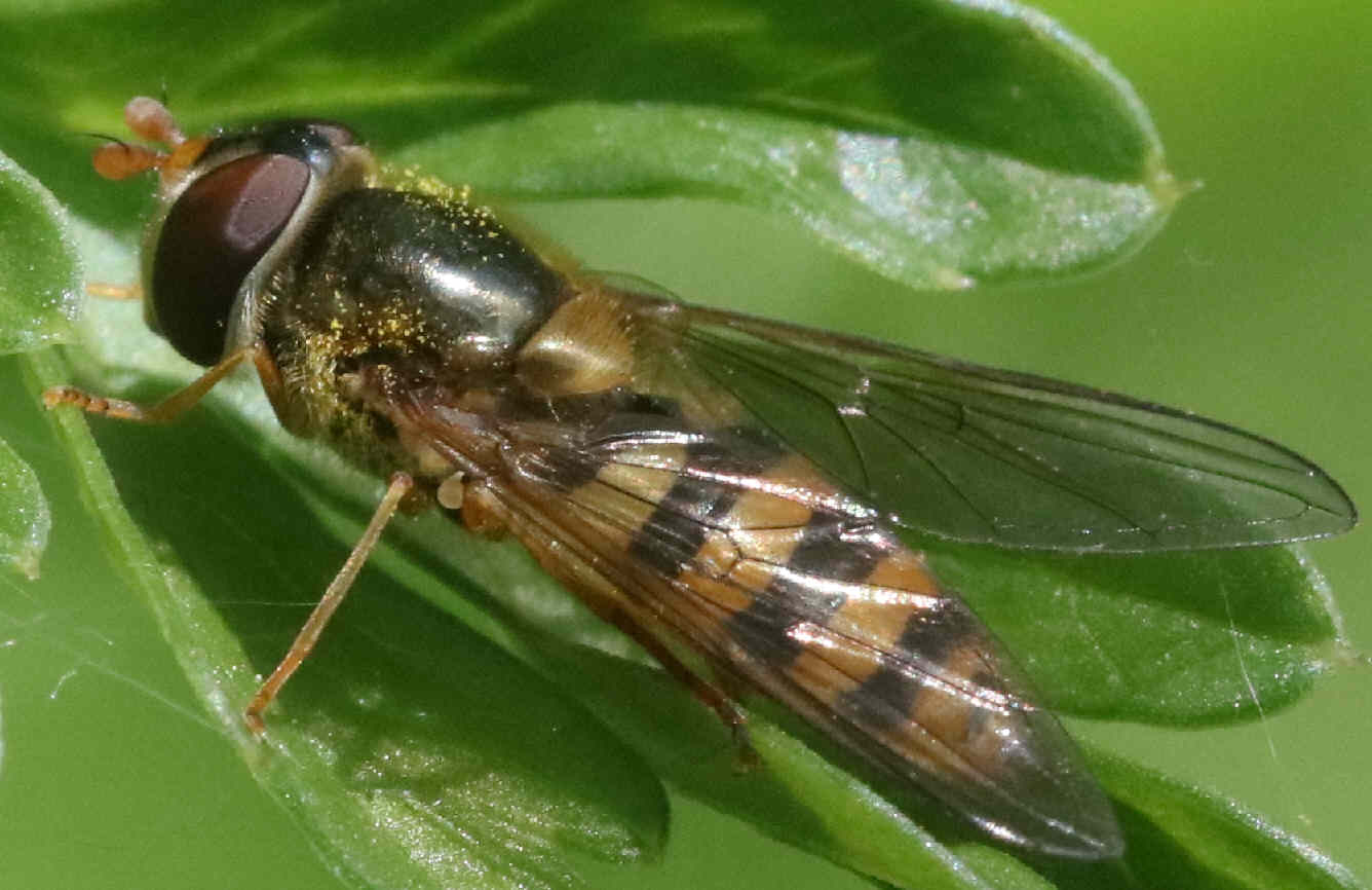 Epistrophe nitidicollis