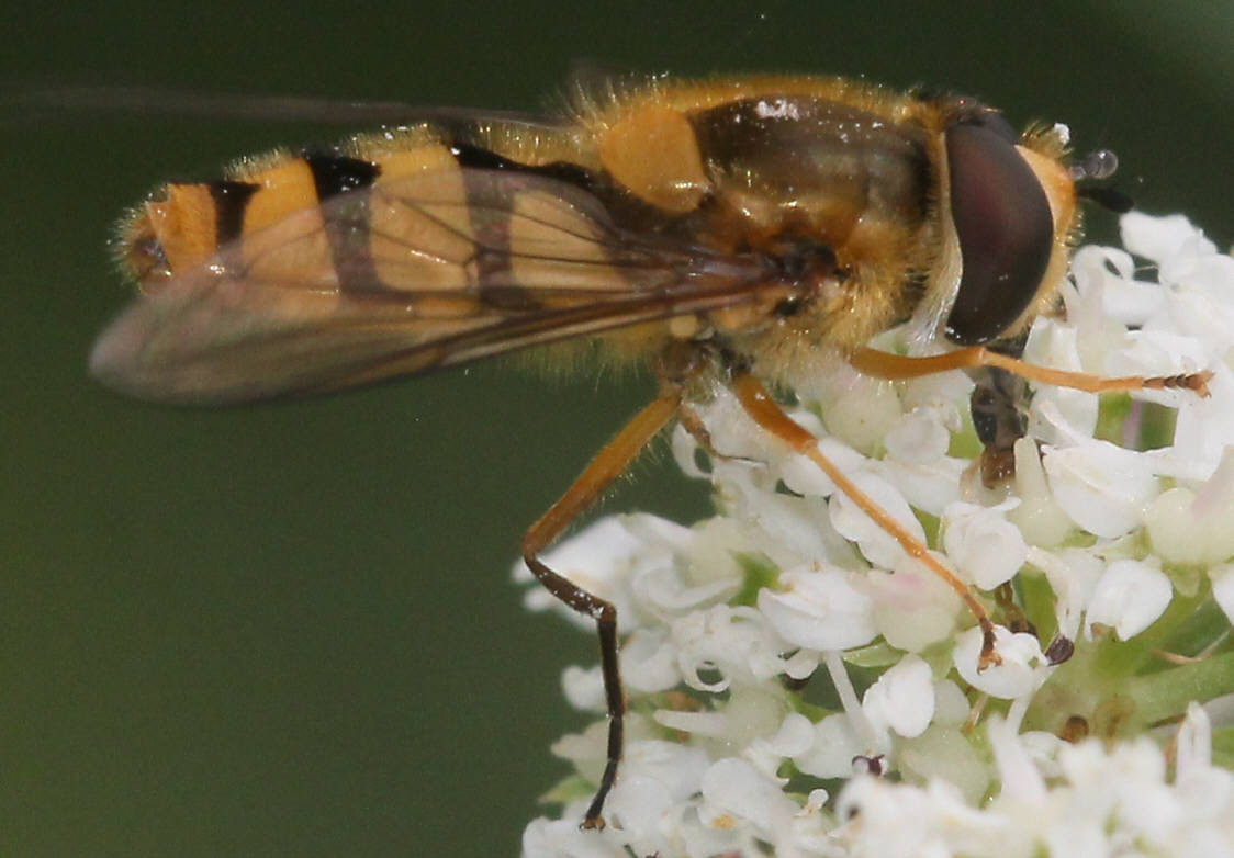 Epistrophe diaphana