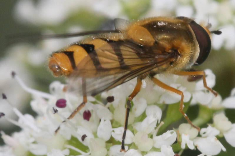 Epistrophe diaphana