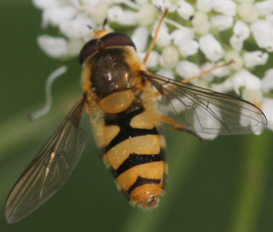 Epistrophe diaphana