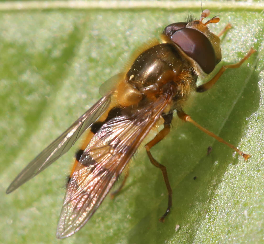 Epistrophe melanostoma