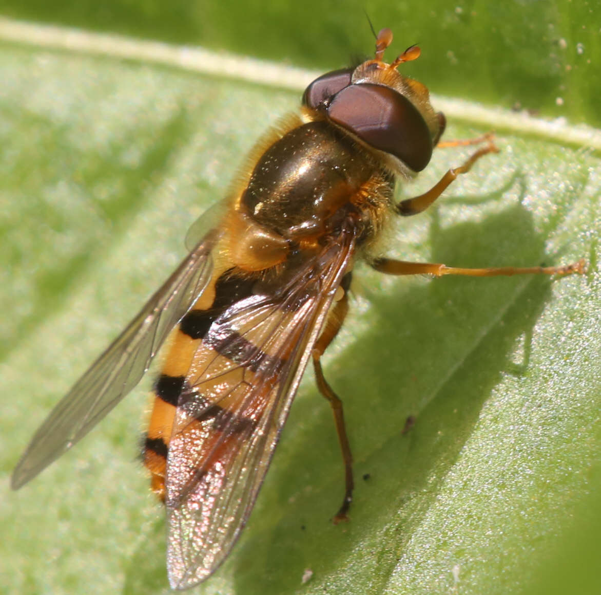 Epistrophe melanostoma