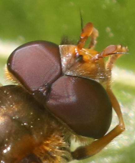 Epistrophe melanostoma