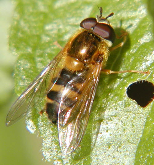 Epistrophe eligans