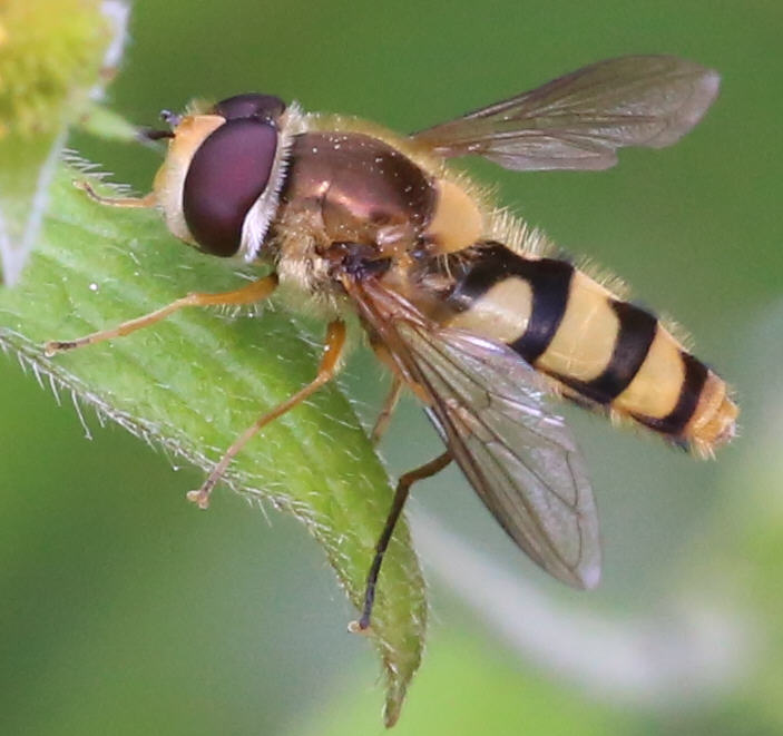 Epistrophe diaphana