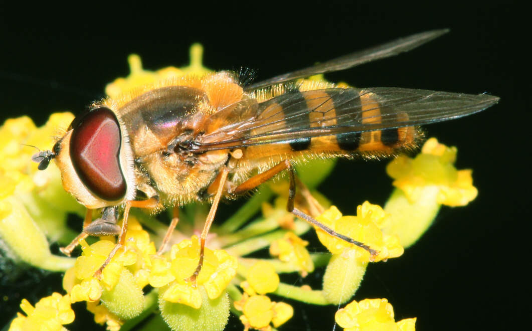 Epistrophe grossulariae
