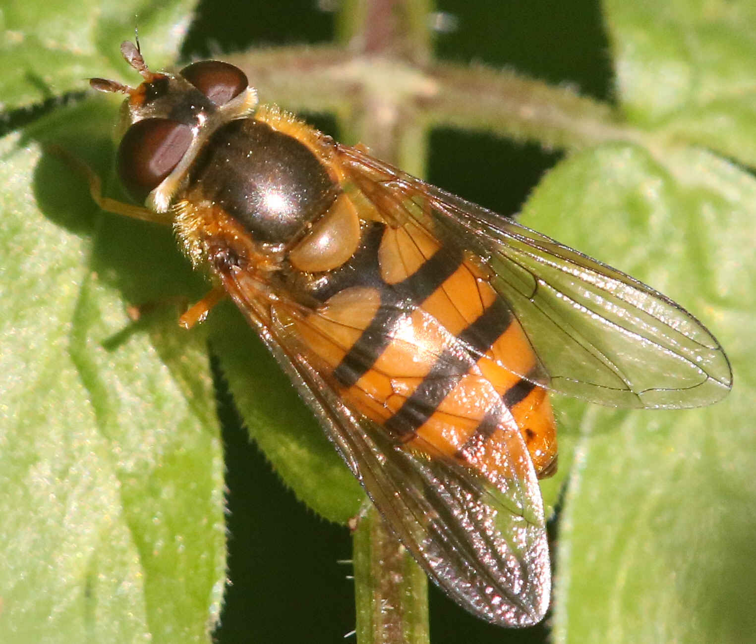 Epistrophe melanostoma