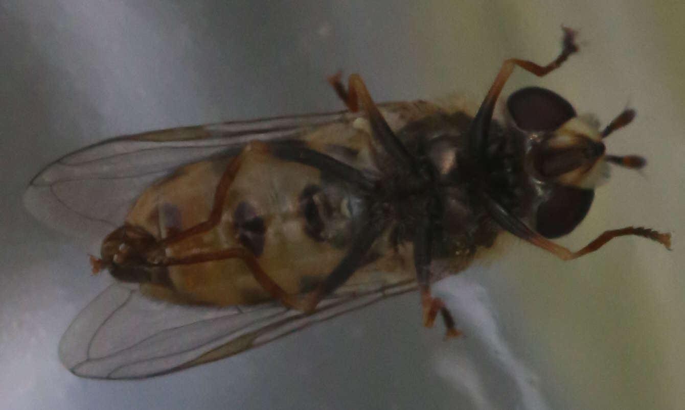 Epistrophe nitidicollis