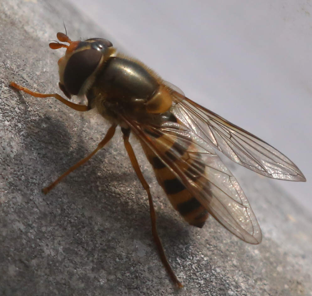 Epistrophe nitidicollis