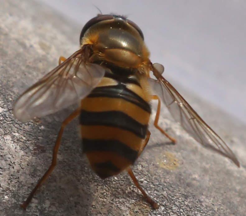 Epistrophe nitidicollis